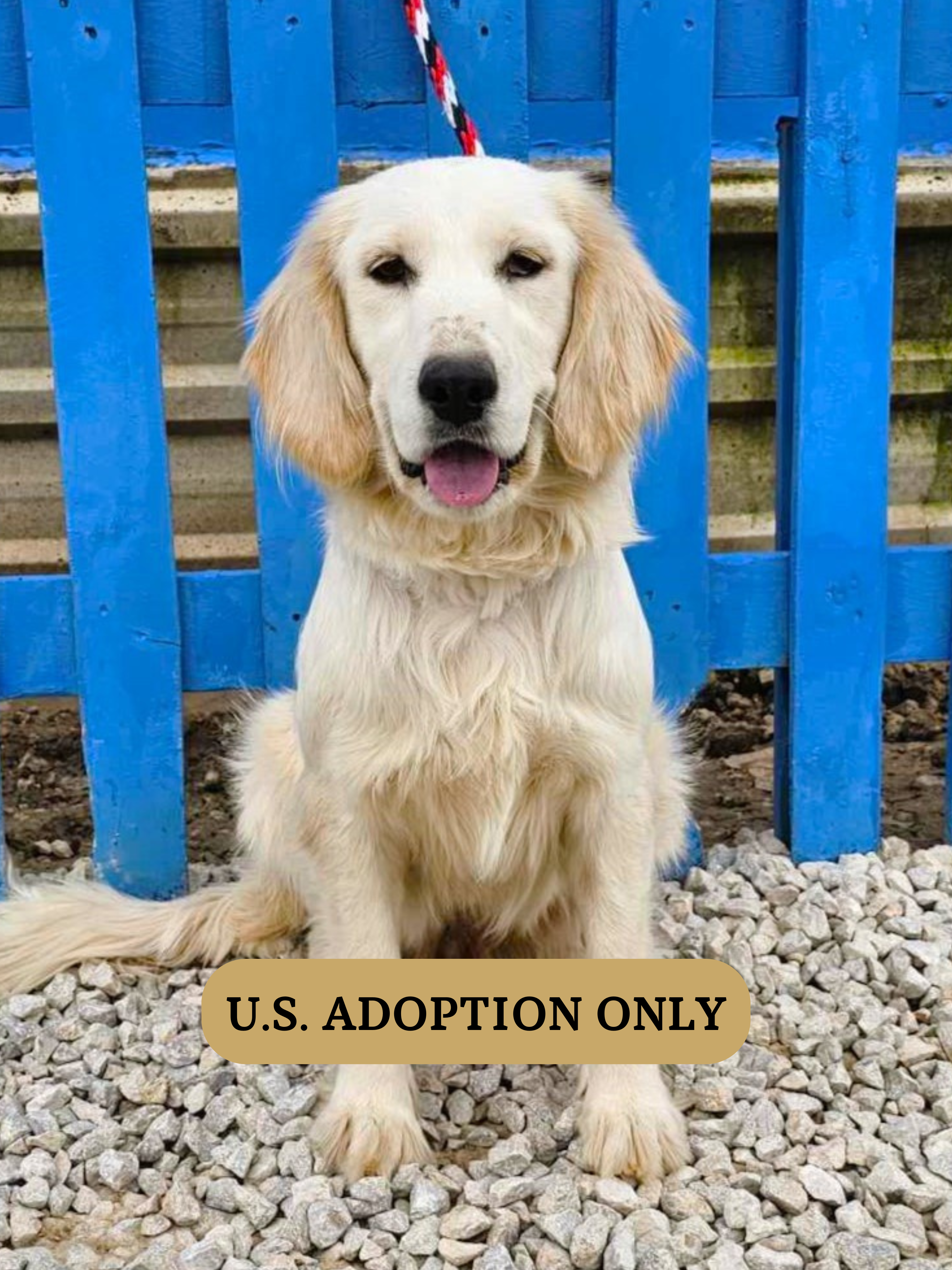 *ADOPTED* <br> Chai